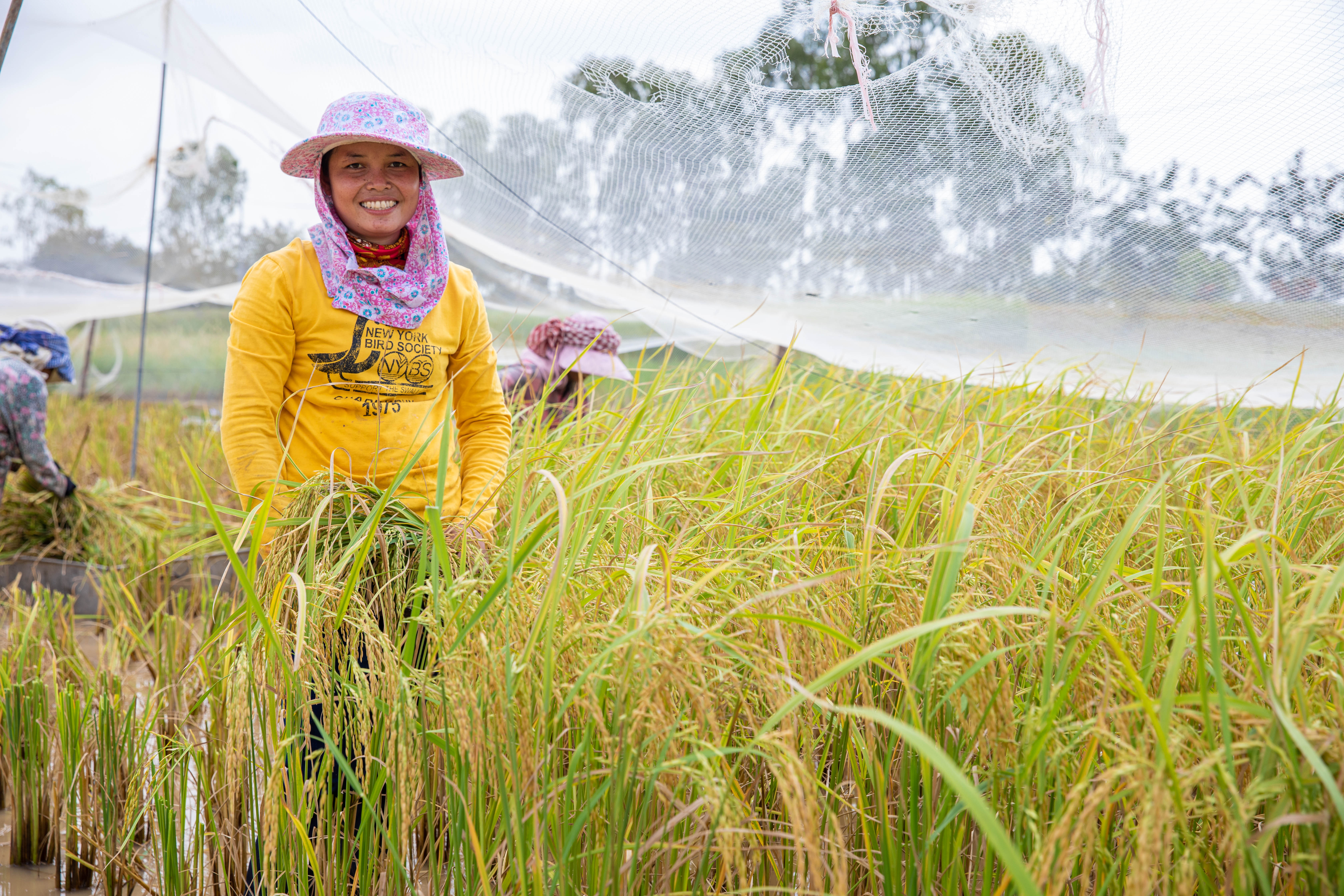 Supporting Cambodia’s sustainable and innovative agriculture 