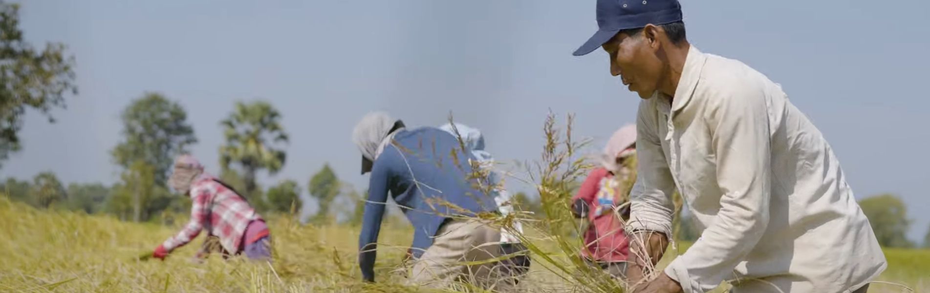 Growing Stronger Together: Australia Supports Cambodia's Rice Industry