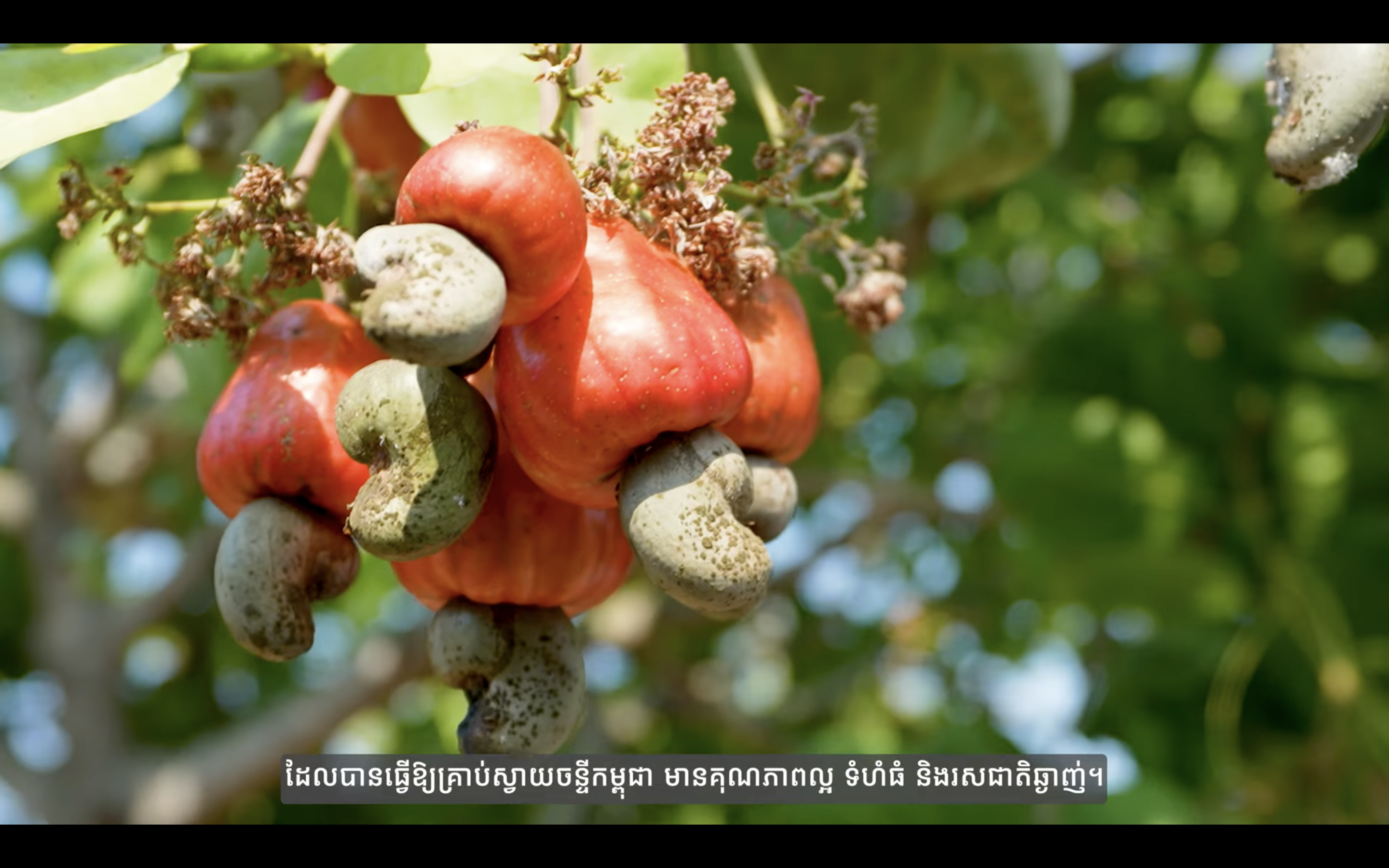 Australia supports Cambodia to unlock its cashew industry potential
